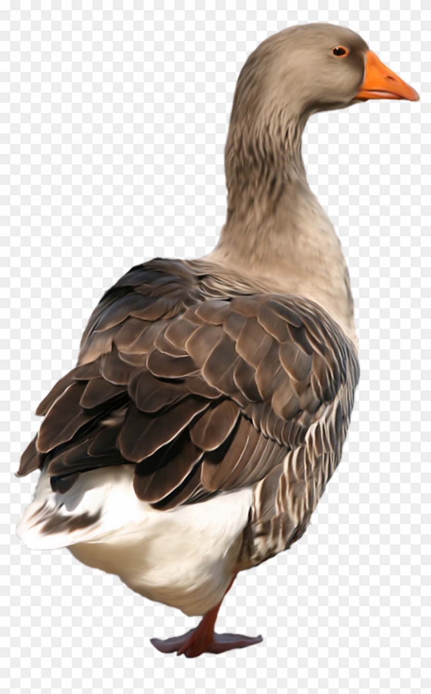Duck Png Clip Art - Duck Png Transparent Png #550445