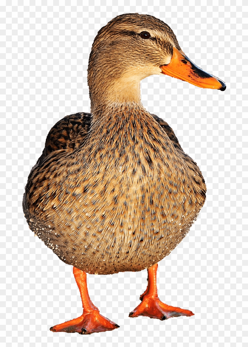 Animals - Ducks - Duck Png Clipart #550493