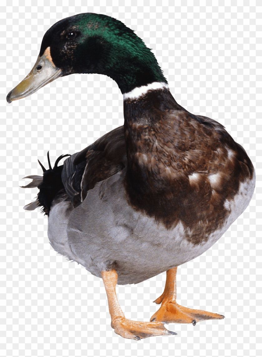 Animals - Ducks - Duck Png Clipart #550549