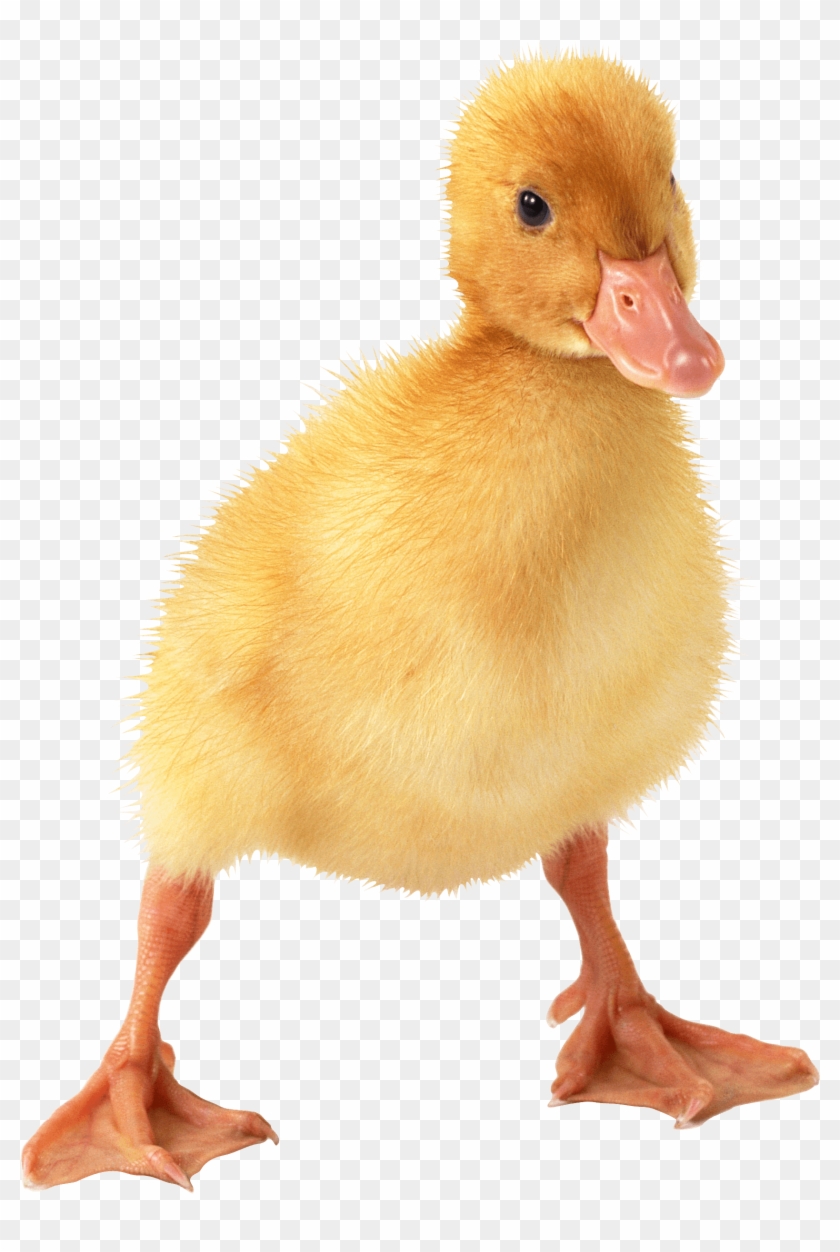 Free Png Images - Duckling Png Clipart