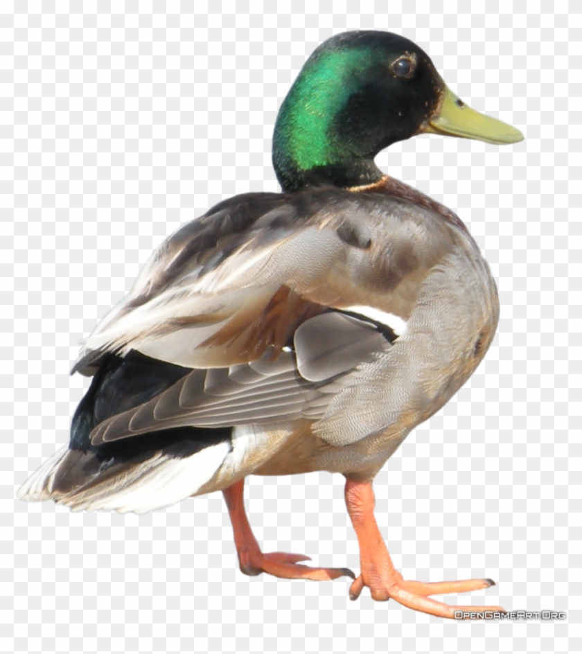Duck Png File - Printable Real Animal Flash Cards Clipart