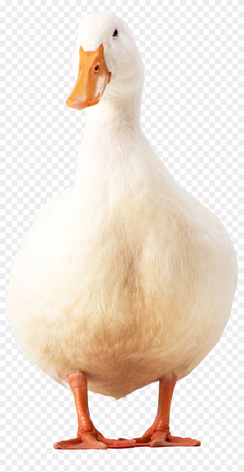 Duck Png Clipart #551218