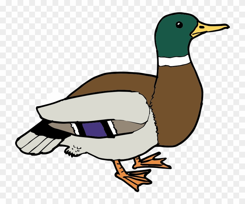 800 X 760 10 - Clipart Pictures Of Duck - Png Download