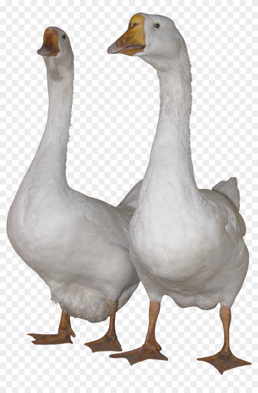 Download - Gooses Png Clipart #552328