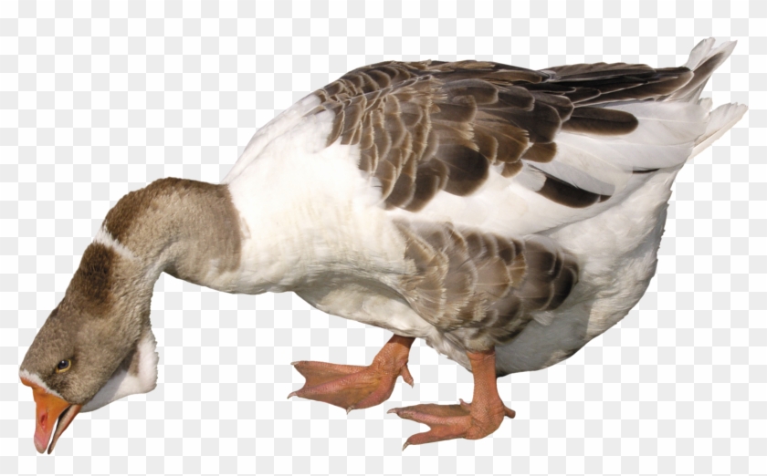 Download - Goose Png Clipart #552626