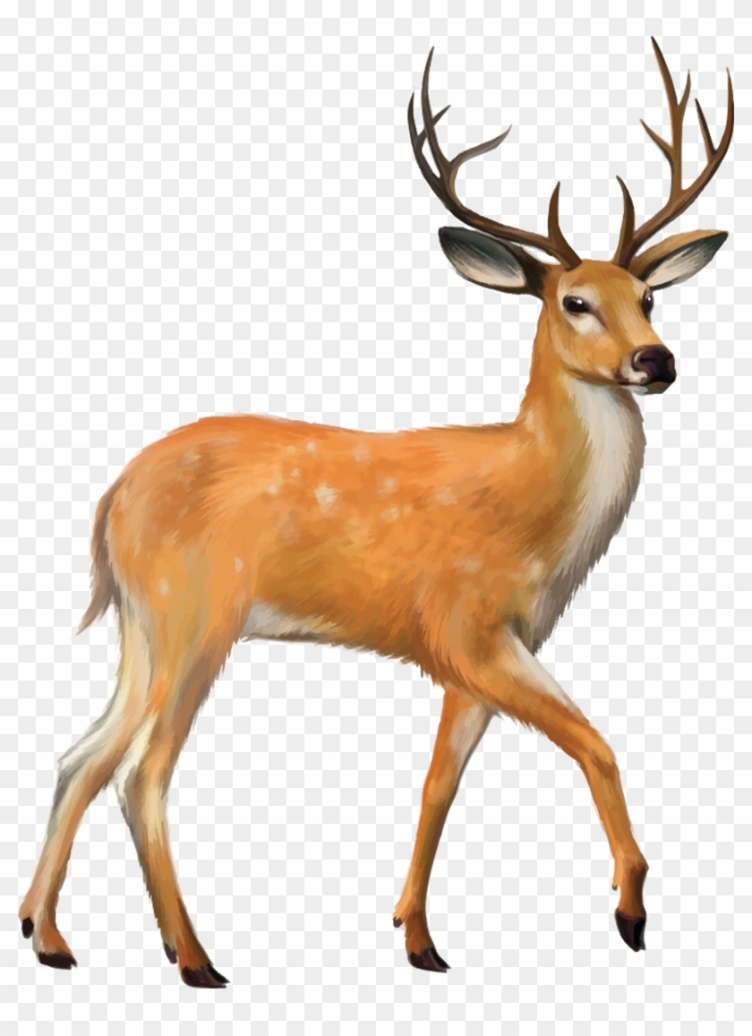 Deer Clipart Png Transparent Png