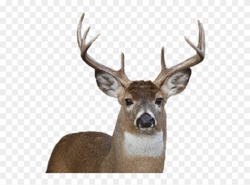 Deer Png Face - Transparent Background Deer Png Clipart #553408