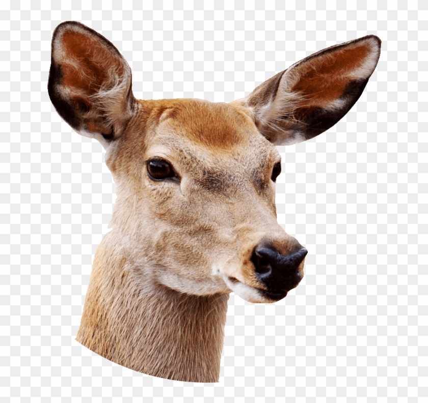 Female Deer Close Up - Deer With White Background Clipart #553843