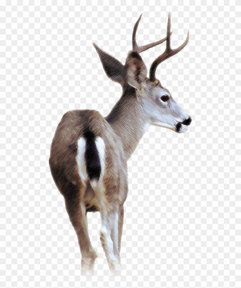 Blacktail Deer - Black Tailed Deer Transparent Clipart #553910