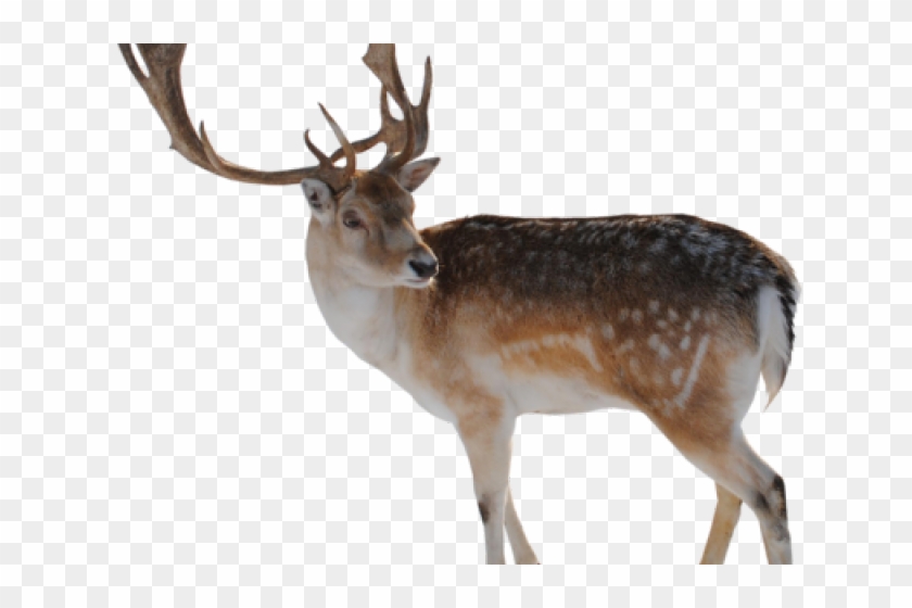 Deer Png Transparent Images - Difference Between A Caribou Clipart