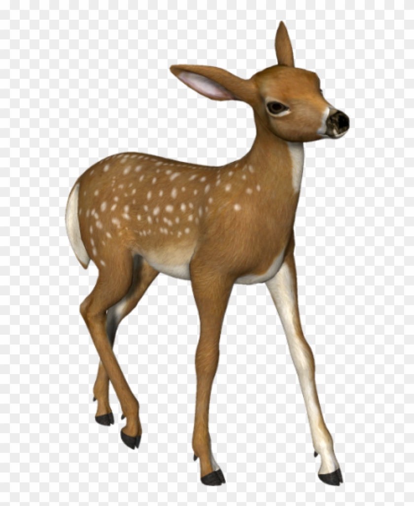 Free Png Download Deer Png Images Background Png Images - Deer Images Hd Png Clipart #553988