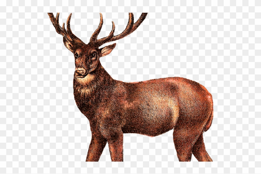 Deer Png Transparent Images - Elk Png Clipart #554021