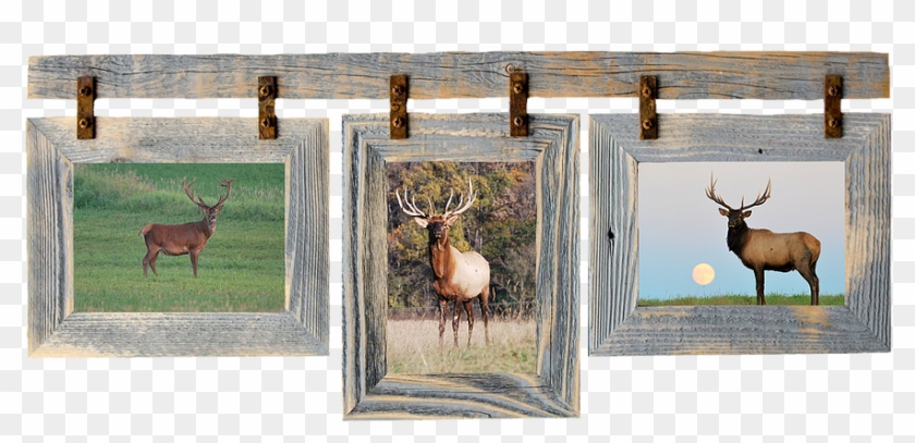 Frame Deer - Elk Clipart