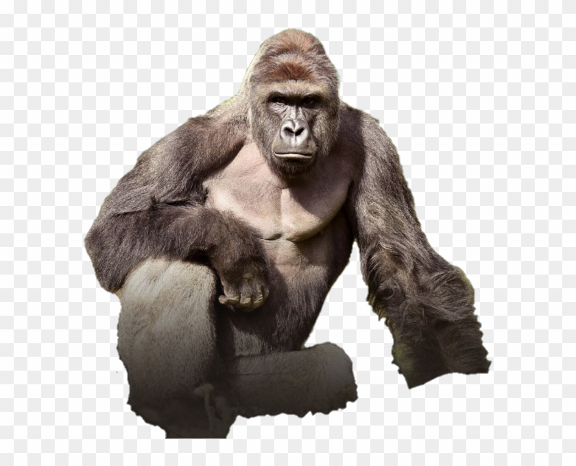 Harambe Png - Gorilla Cincinnati Clipart #554407