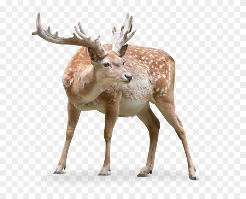 Another Clear Difference Is That The Persian Fallow - Fallow Deer Png Clipart #554438