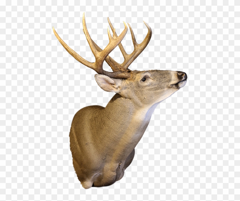 We Take Pride In Our Taxidermy And Strive To Create - Mounted Deer Transparent Clipart #554587