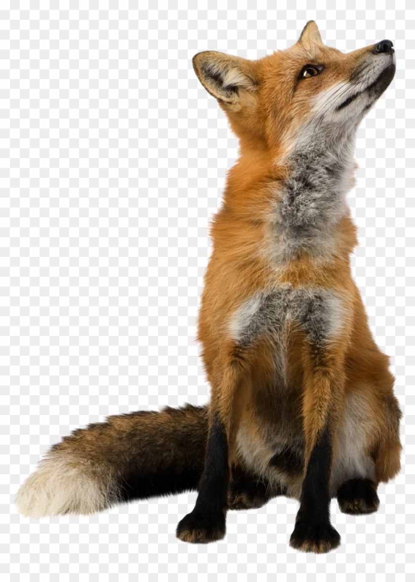 Free Png Fox Png Images Transparent - Fox Transparent Background Clipart