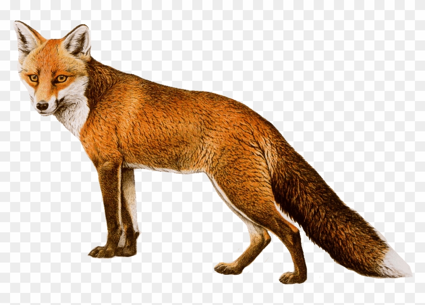 Real Fox Png - Red Fox No Background Clipart