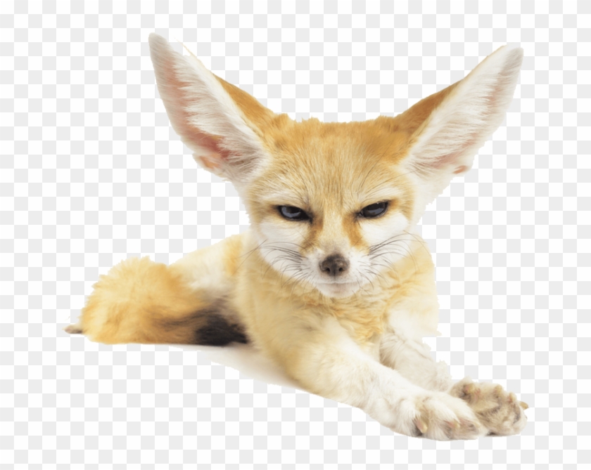 Fennec Fox Png Pic - Fennec Fox Transparent Background Clipart #555614