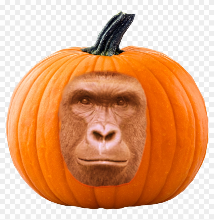 Harambism On Twitter - Pumpkin Clipart #555811