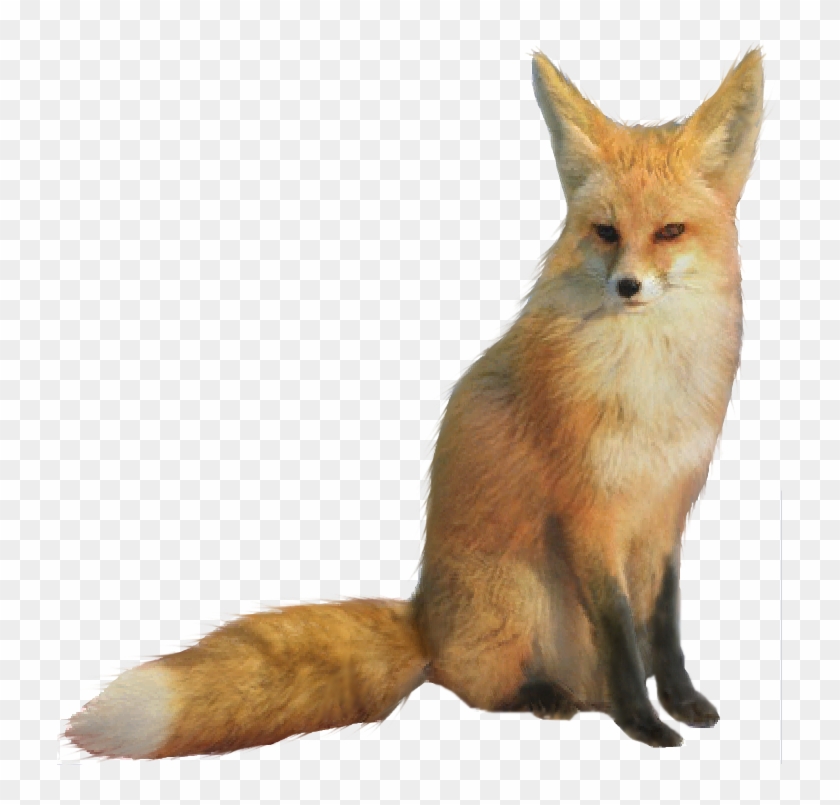 Red Fox Fennec Fox Mix Clipart