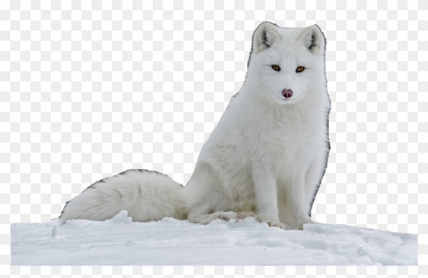 Zorro Artico Bebe Clipart