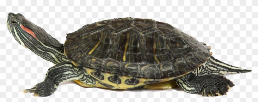 Box Turtle Png Transparent Image - Turtles Png Clipart