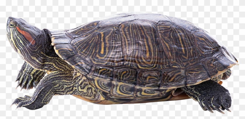 Turtle Png - Terrapins Animal Clipart