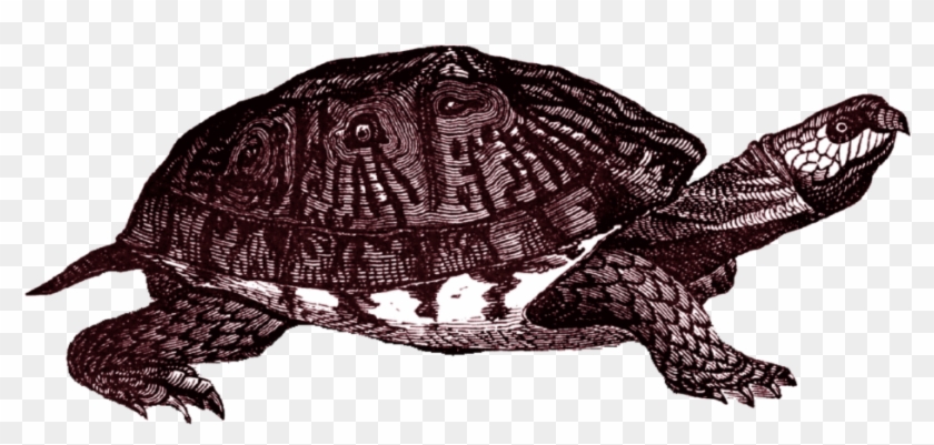 Box Turtle Png Clipart - Box Turtle Background Transparent Png #556644