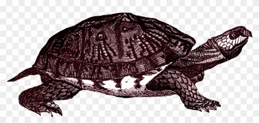 Box Turtle Png Clipart - Box Turtle Background Transparent Png