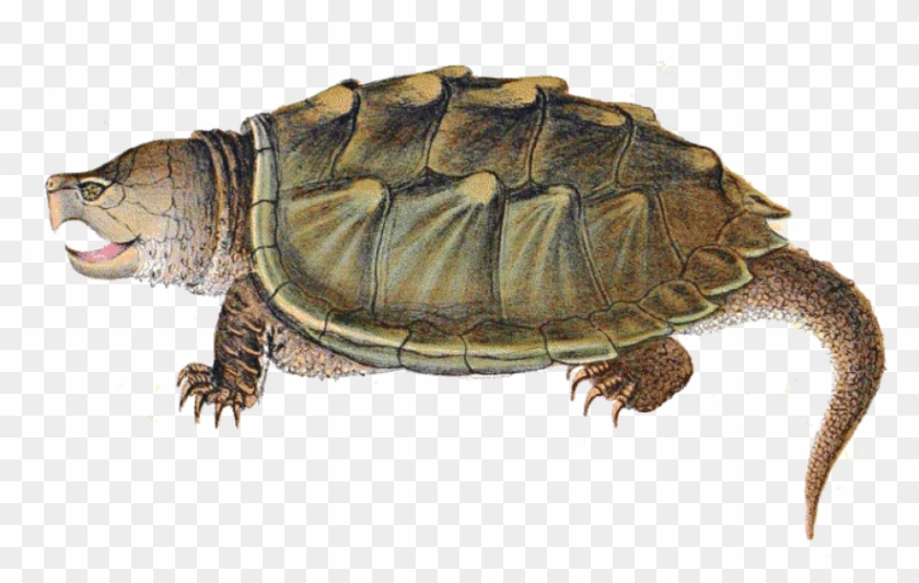 Free Png Download Snapping Turtle Illustration Png - Snapping Turtle Clip Art Transparent Png #557179