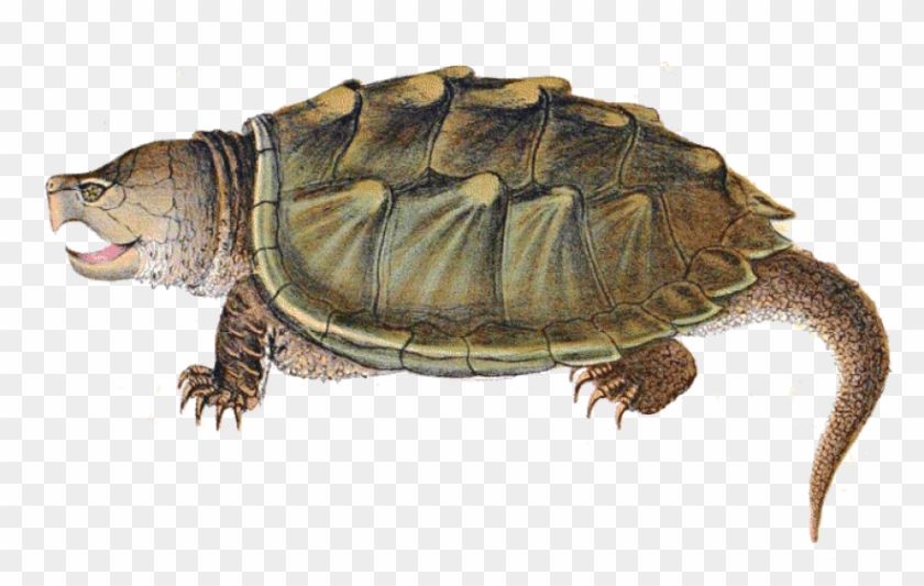 Free Png Download Snapping Turtle Illustration Png - Snapping Turtle Clip Art Transparent Png
