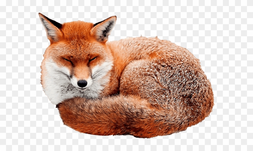 Download Fox Png Images Background - Gif Fox Snow Clipart #557245