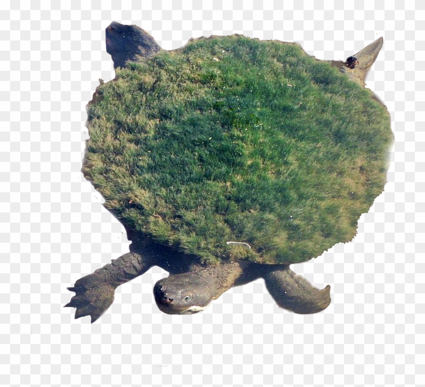 Snapping Turtle Png Transparent Images - Mary River Turtle Clipart #557398