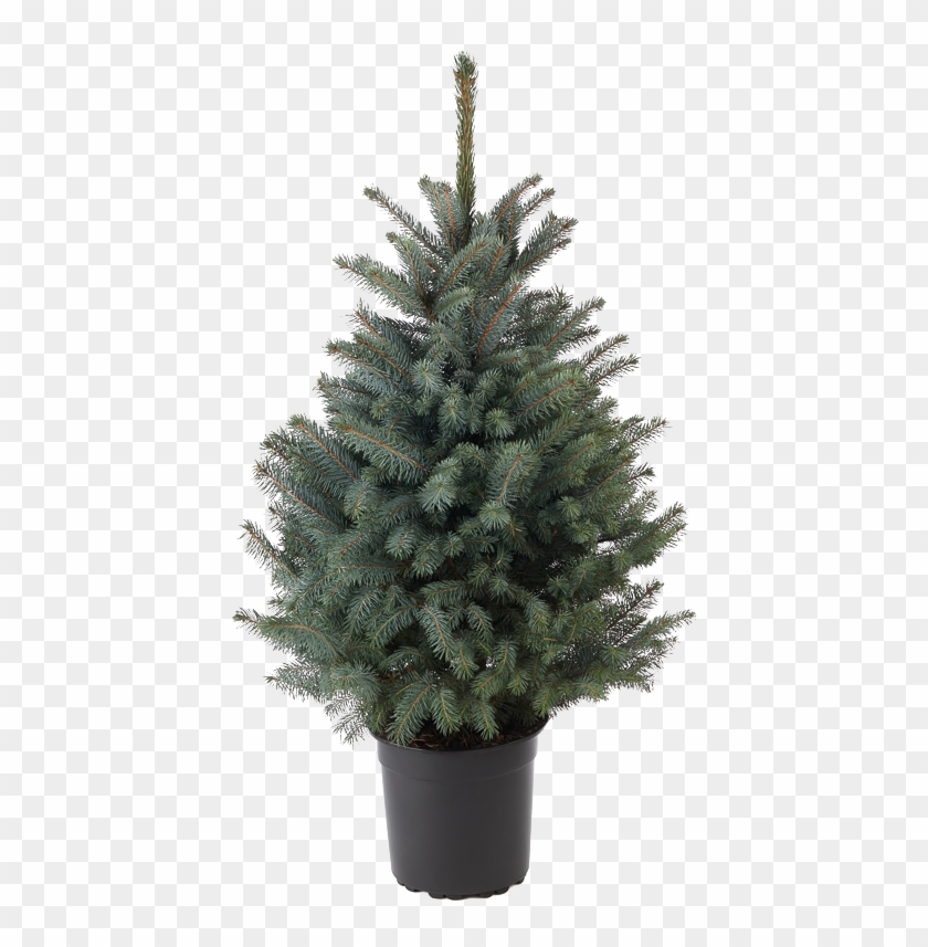 Blue Spruce - Christmas Tree Clipart