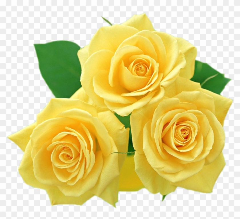 Rose Flower Photos Gallery Clipart
