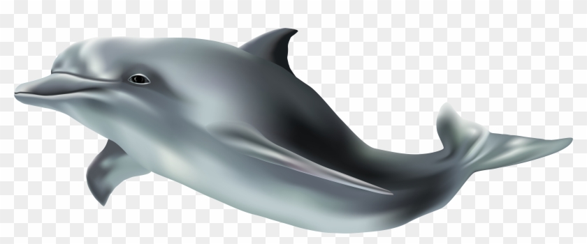 Dolphin Png Clipart #559010