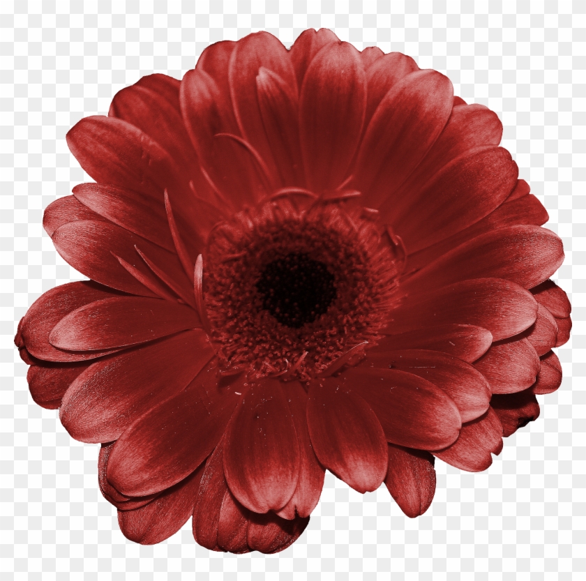 Flores Png - Barberton Daisy Clipart #559034