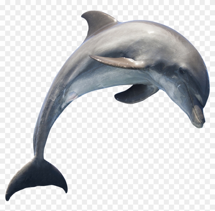 1294 X 1174 - Dolphin Png Clipart #559225