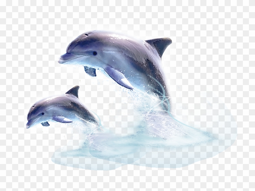 Dolphin Png Image - Jumping Out Of The Water Clipart #559389