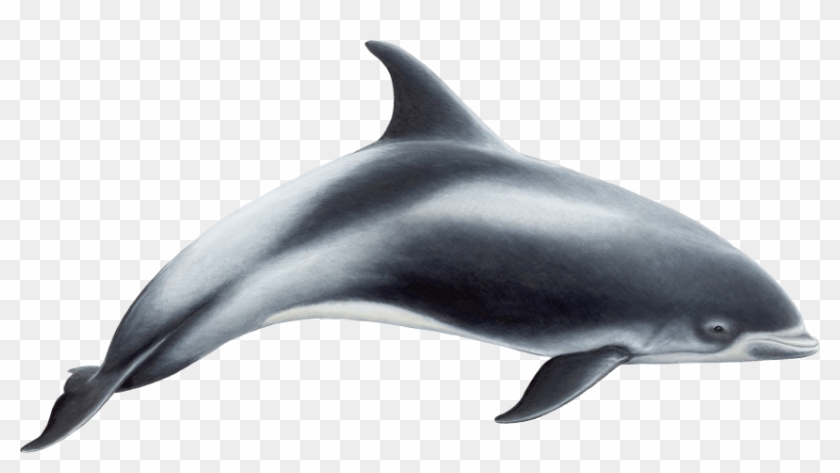 Free Png Dolphin Png Images Transparent - White Beaked Dolphin Clipart