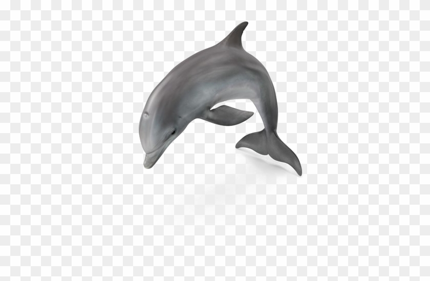 Dolphin Png Pic - Common Bottlenose Dolphin Clipart #559698