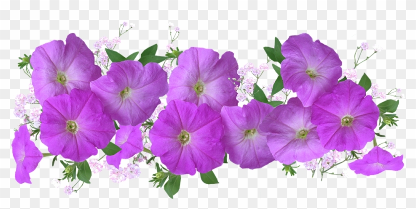 Petunias Png Clipart
