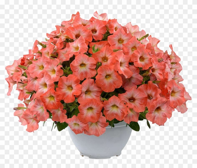 Download Png Image Report - Petunia Png Clipart