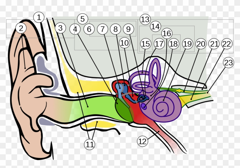 Anatomy Of The Human Ear 1 Intl - Ears And Its Parts Clipart
