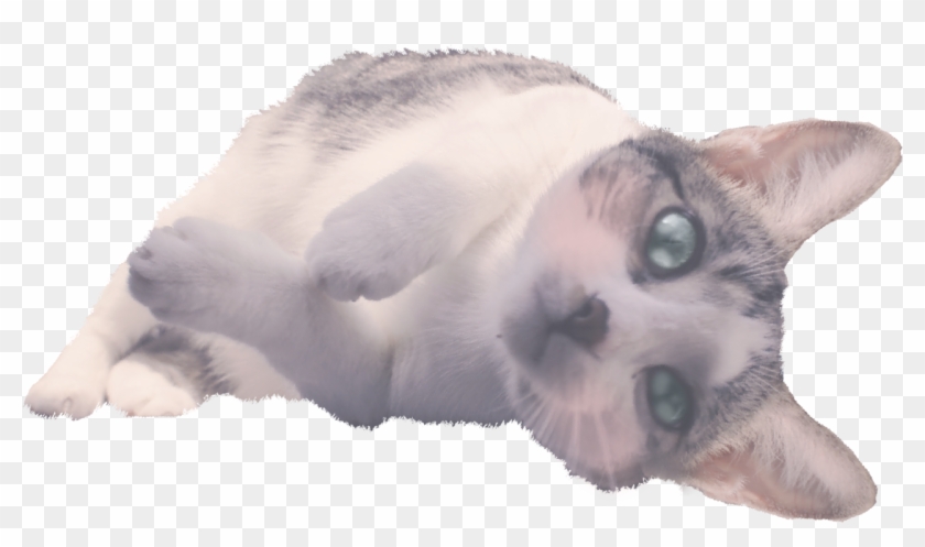 Here's A Png Of My Cat, Josie - Kitten Clipart