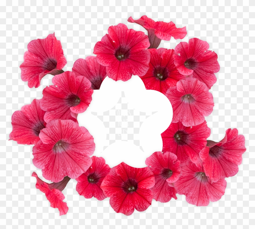 Surfinia® Trailing Red - Petunia Clipart #5501107