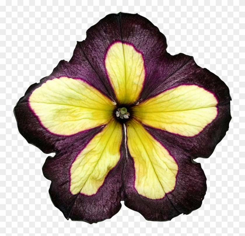 2018 03 27 - Primrose Clipart #5501440