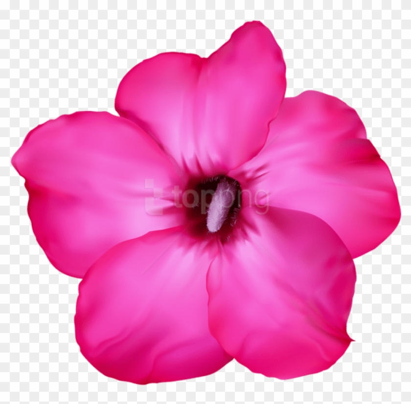 Download Flower Pink Png Images Background - Desert Rose Drawing Clipart #5501472
