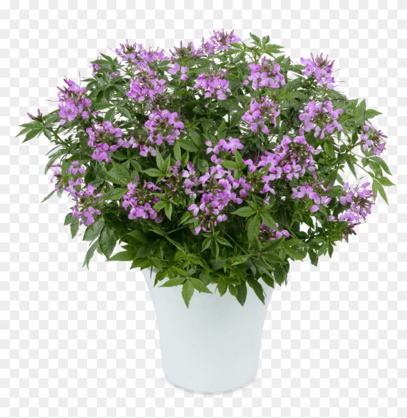 Registered Customers Only - Periwinkle Clipart #5501591